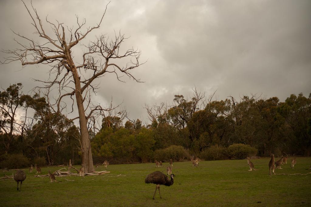 Villa Boroka Downs Halls Gap Exterior foto