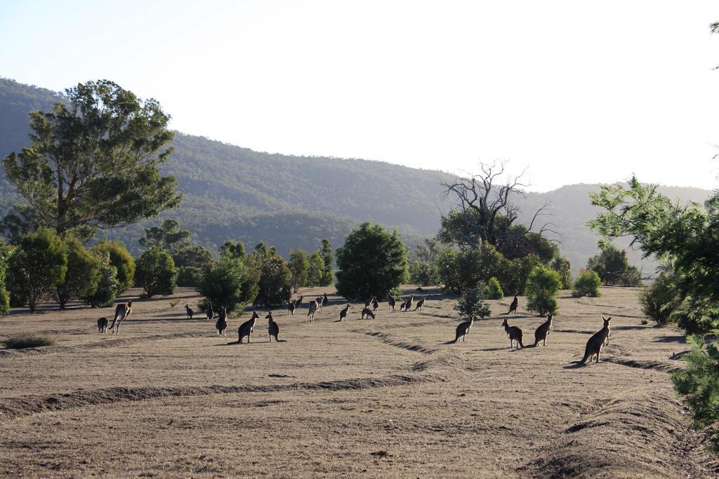 Villa Boroka Downs Halls Gap Exterior foto