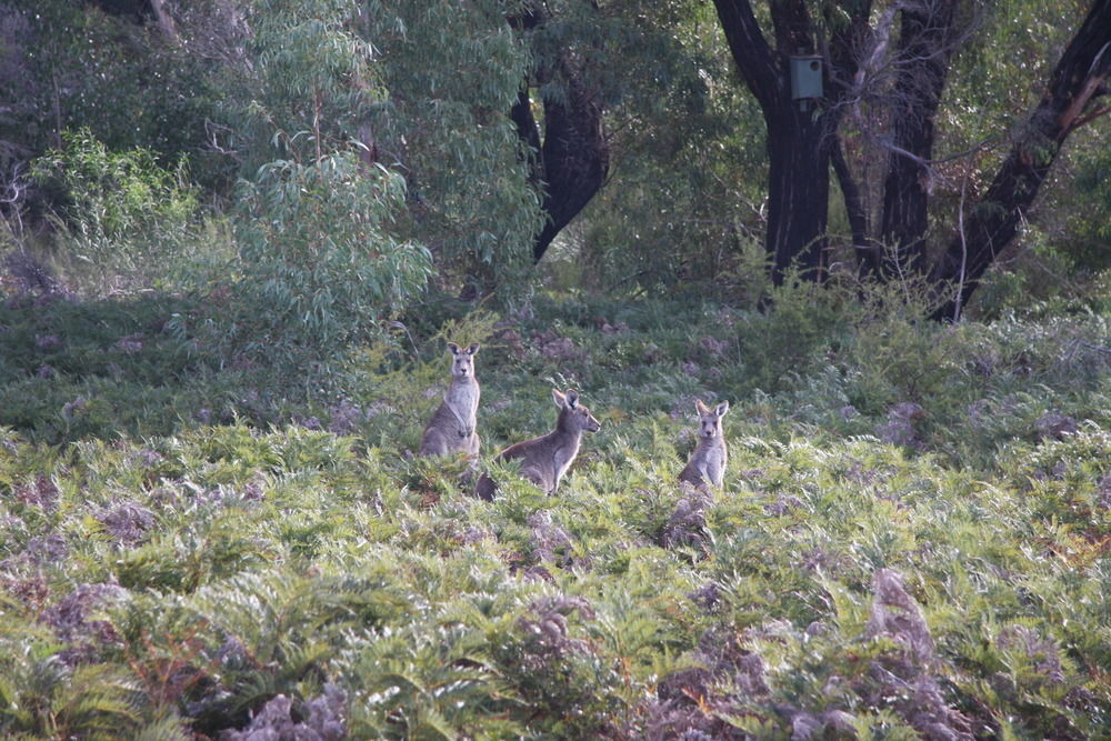 Villa Boroka Downs Halls Gap Exterior foto