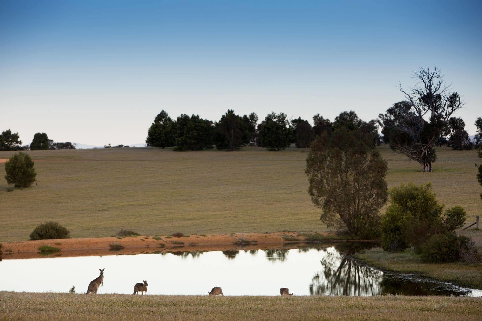 Villa Boroka Downs Halls Gap Exterior foto