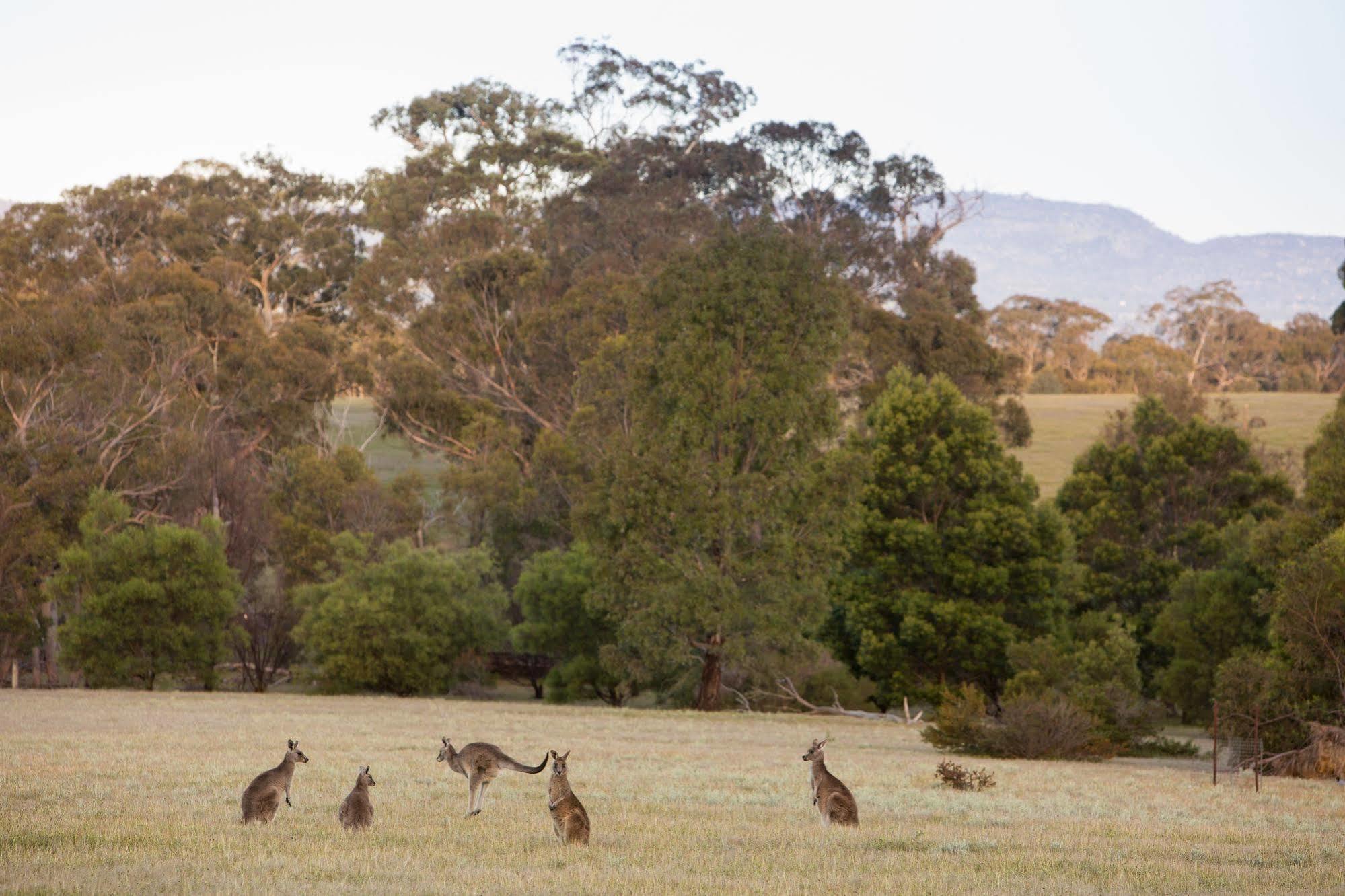 Villa Boroka Downs Halls Gap Exterior foto