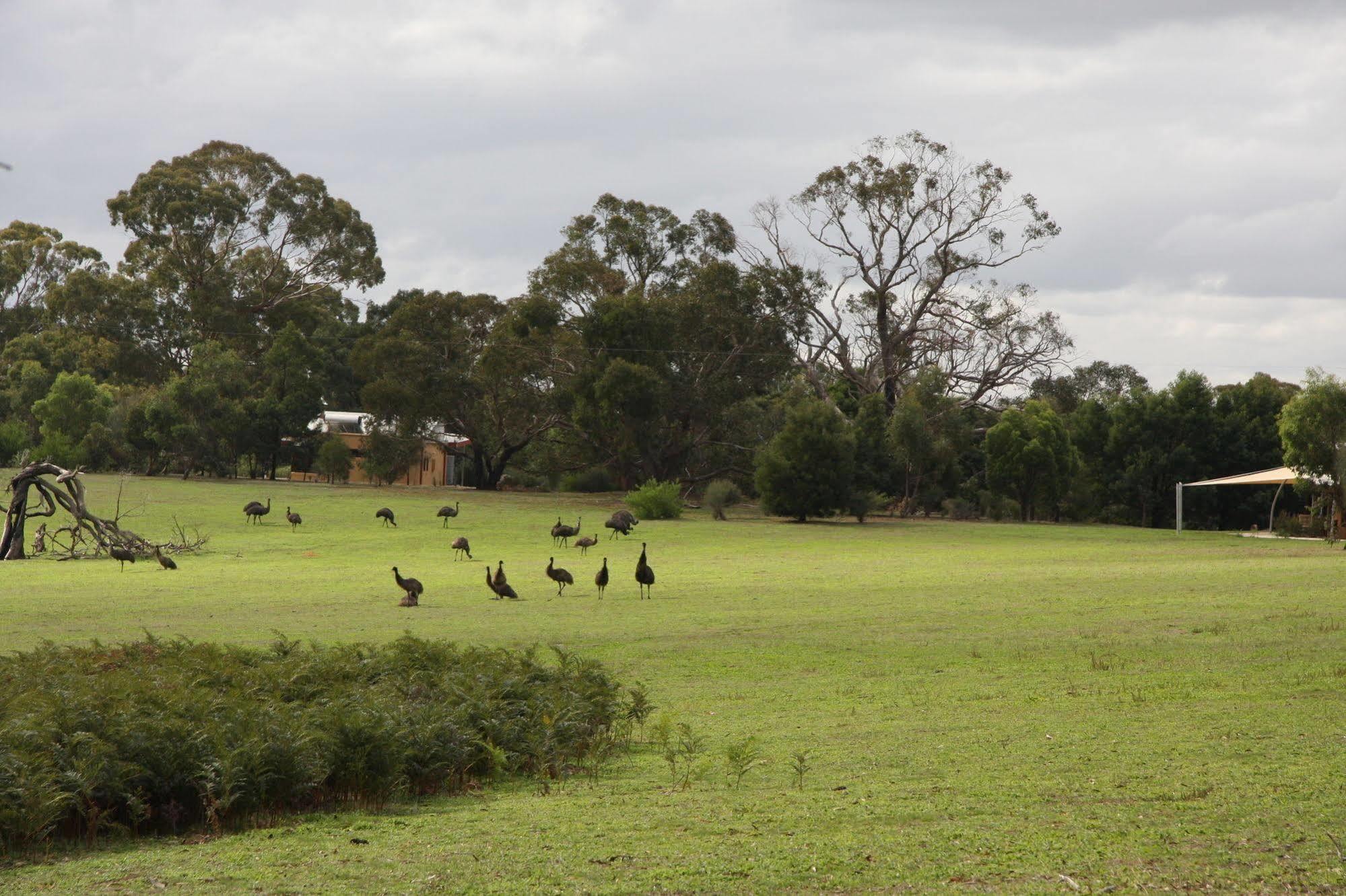 Villa Boroka Downs Halls Gap Exterior foto